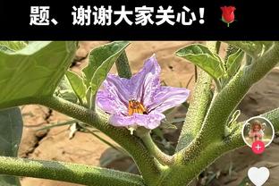 分析｜猛龙休赛期展望：重建还是重组？顶薪续约斯科蒂-巴恩斯？